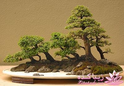 گیاهان آپارتمانی